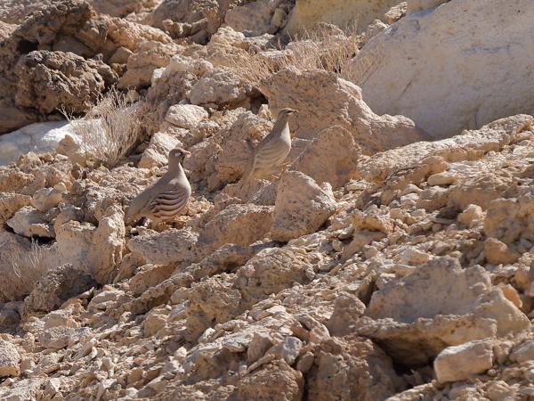 Sand partridge (Ammoperdix heyi)